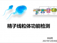 2021年12月青年医生学术活动—精子线粒体功能检测
